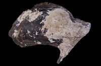 藏品(企鵝鶯蛤)的圖片